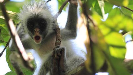 Emzirirken alıp götürdüler! Maymunların kaçırdığı bebek hayatını kaybetti