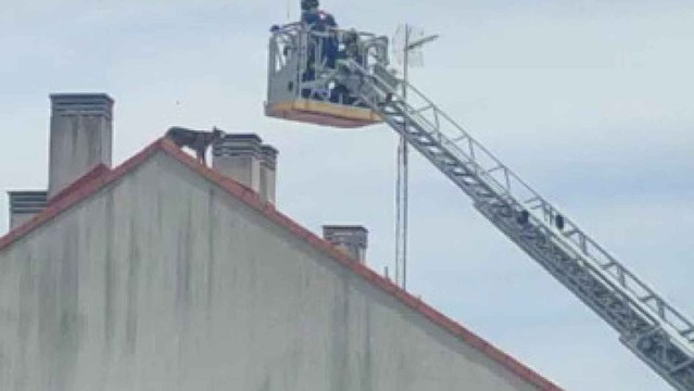 Los Bomberos de la Diputación de Valladolid rescatan a un perro en Renedo