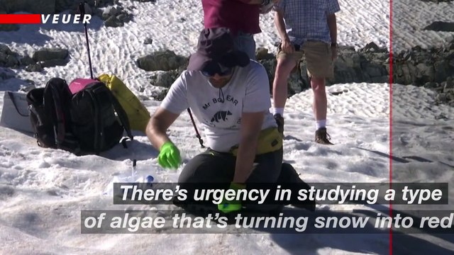 ‘Snow Blood’ Taking Over the Alps Is Consequence of Climate Change