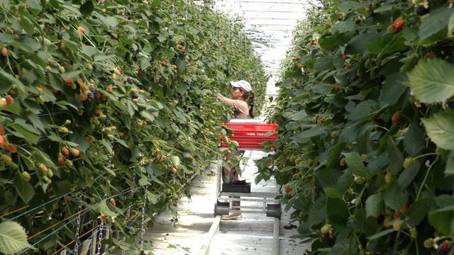 Yalding fruit farm aims to promote local produce with new technology, providing berries all year round