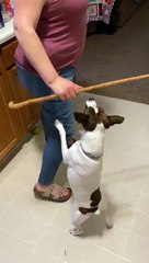 Princess and the three foot pork stick