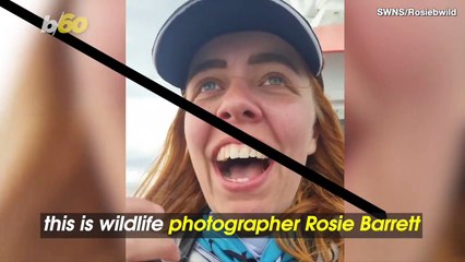 Wildlife Photographer Brought to Tears by Orca Sighting Off Scottish Coast