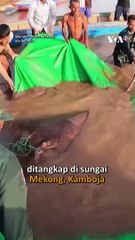 Ikan Pari Terbesar di Dunia Ditemukan di Kamboja