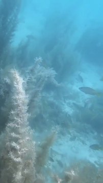 Spearfishing grouper