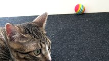 Adorable Baby Cat Plays With a Ball