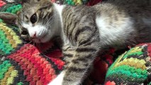 Adorable Baby Cat Sleeps on a Pillow