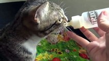 Adorable Little Cat Drinks from Baby Bottle