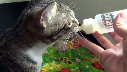Adorable Little Cat Drinks from Baby Bottle