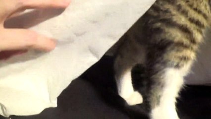 Adorable Little Cat Hides Under the Sheet
