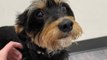 Lili Reinhart's dog battles suspected 'salmonella poisoning'