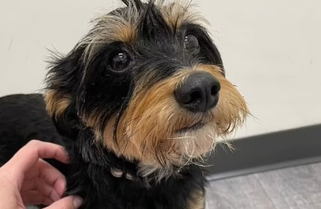 Lili Reinhart's dog battles suspected 'salmonella poisoning'