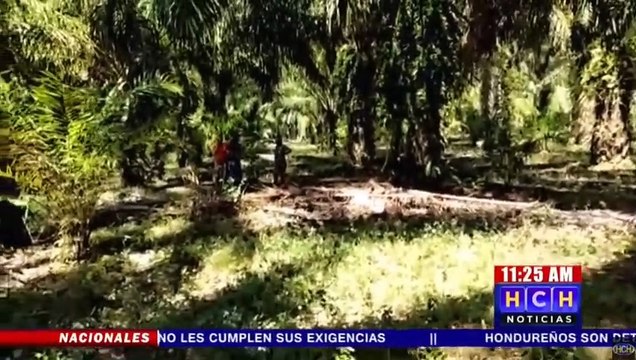 ¡Putrefacto! En una finca de palma africana hallan cuerpo de mujer desaparecida