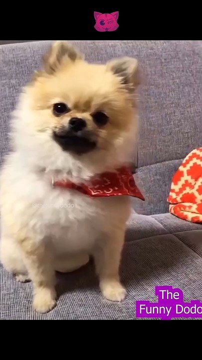 Funniest animal video ever 2022 #shorts #animals #cat #funnyanimals #dog