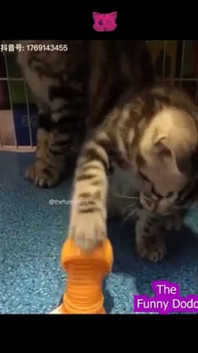 Funniest animal video ever 2022 #shorts #animals #cat #funnyanimals #dog