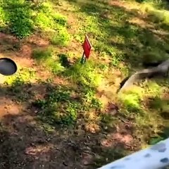 Dev timsahı kızartma tavasıyla kovaladı