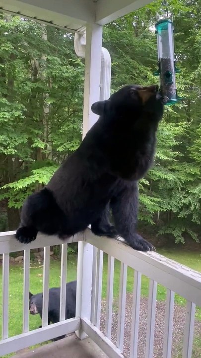 Two Bears Visit for Some Bird Seed
