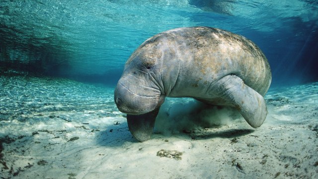 This Magical Florida Town Is the Only Place in the U.S. Where You Can Swim with Manatees