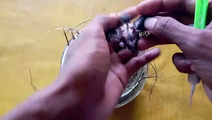 Hand feeding baby javan munia bird