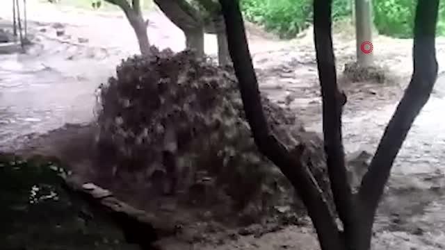 Sağanak sele döndü, tarım arazileri zarar gördü