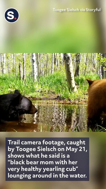 Mama Bear and Cub Enjoy Dip in Lake Tahoe Pond
