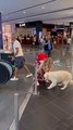 Precious Golden Doesn't Like Escalators and Needs His Human's Help