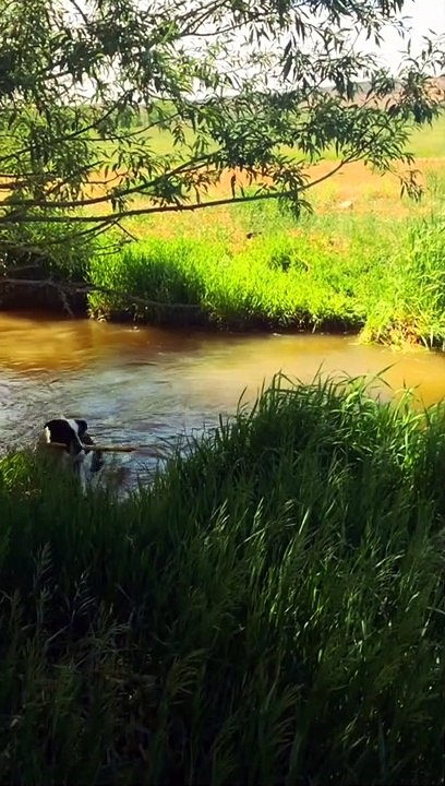 Boarder Collie Plays Fetch With Itself