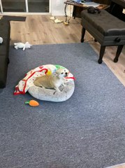 Allergies Have Banana the Dog Sounding Like a Squeaky Toy