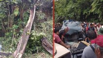 Meksika'da 25 metrelik ağaç, yoldan geçen aracın üzerine devrildi: 3 ölü, 1 yaralı
