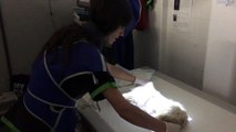 Olga García realizando una radiografía a un felino, en un video cedido por CER Gatos Benijófar.