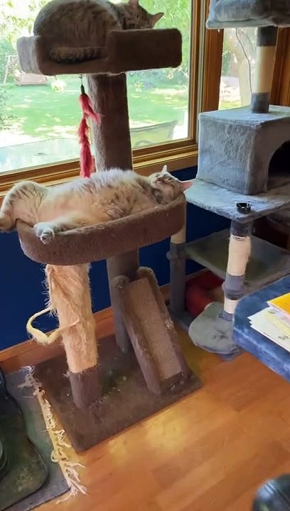 The Comfiest Kitty