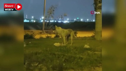 Köpek yol ortasındaki ölü kediyi taşıyarak gömdü, o anlar kameraya yansıdı