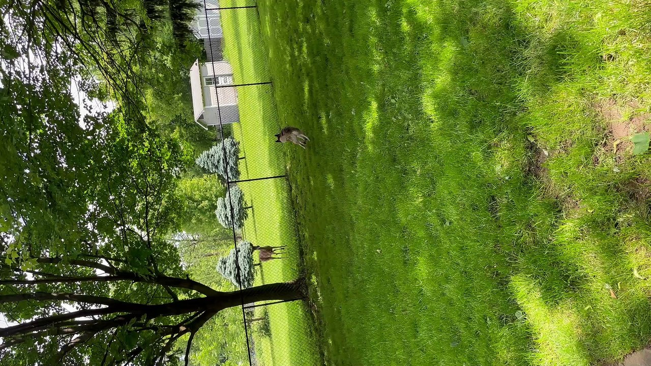 Deer and Husky Play Together