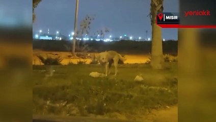 Köpek, ölen kediyi gömdü