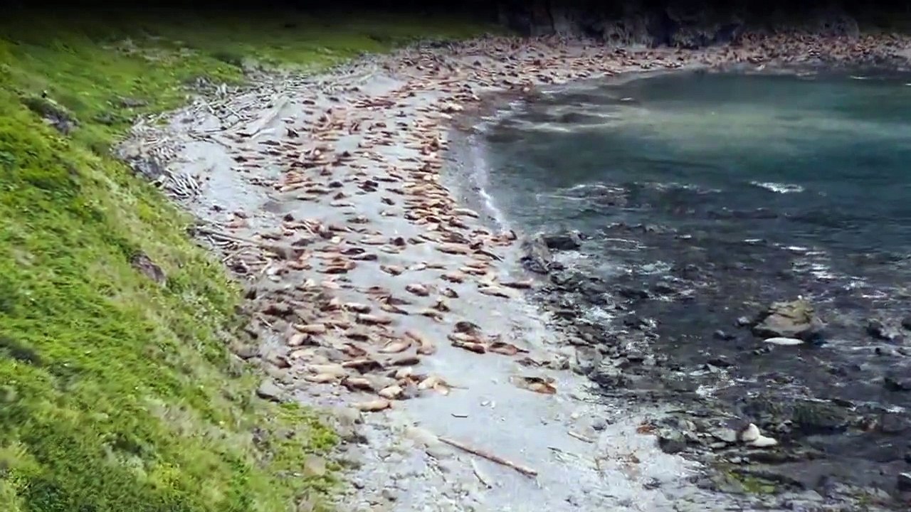 Tierisch gute Erziehung Staffel 1 Folge 2 HD Deutsch