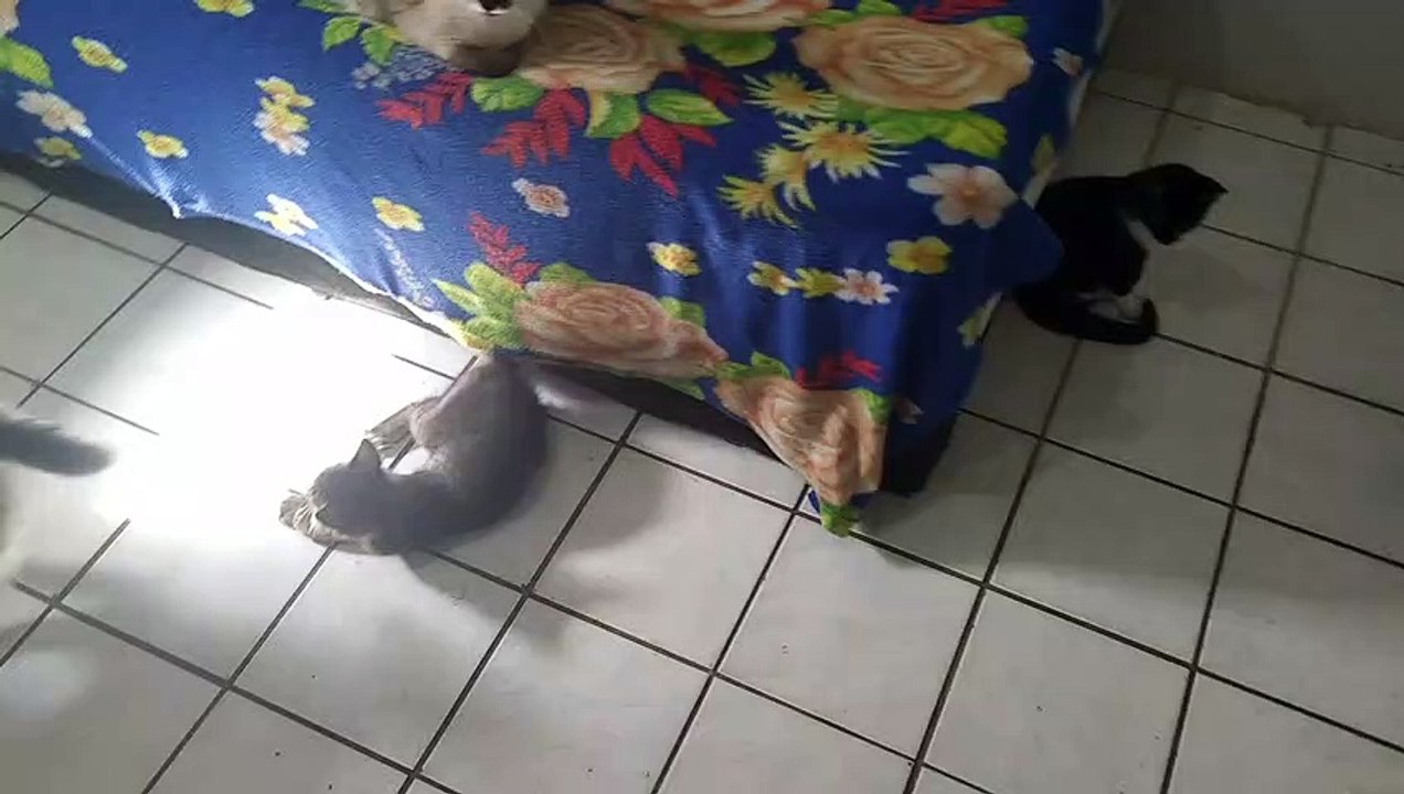 Cat Fight