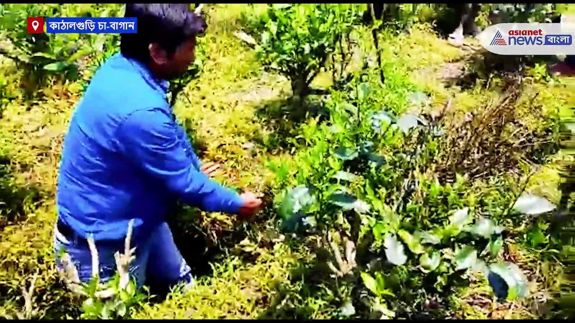 কিং কোবরা ভেবে দাঢ়াশ সাপ নিয়ে হুলুস্থুলকাণ্ড চা-বাগানে