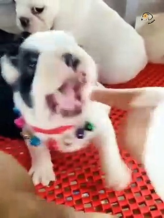Unbelievable!!! Funny Dog Videos Try Not To Laugh Part-14
