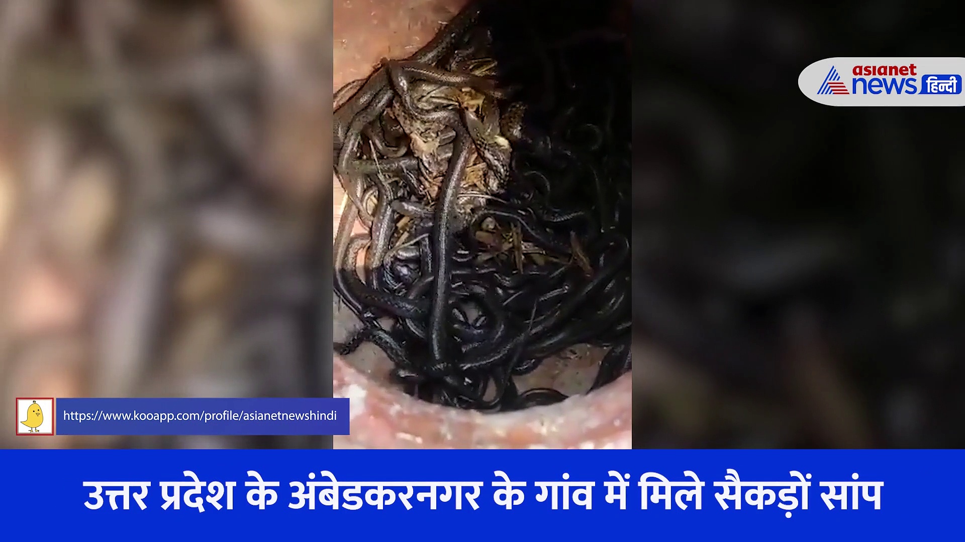 घर के अंदर मिला सैकड़ों सांपों का झुंड, बर्तन के अंदर पनप रहे थे सांप... देखें Shocking Video