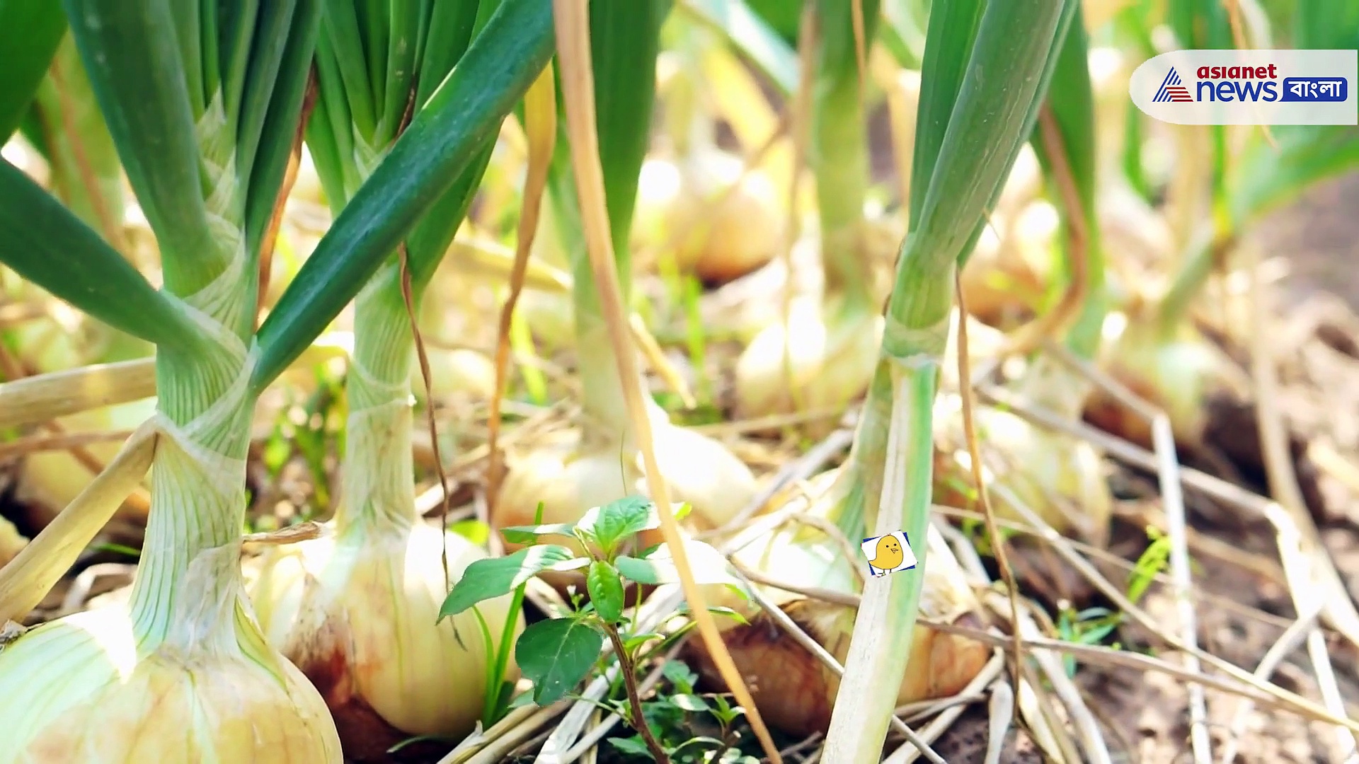 উজ্জ্বল ত্বকের স্বপ্ন, আশা পূরণ করতে পারে একটা পেঁয়াজ