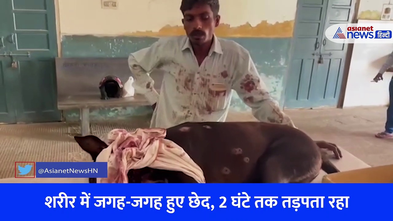 कुत्ते से क्रूरता Video, 22 गोलियों से छलनी किया शरीर... पूरी बॉडी में हो गए छेद, तड़प तड़प के निकले प्राण 