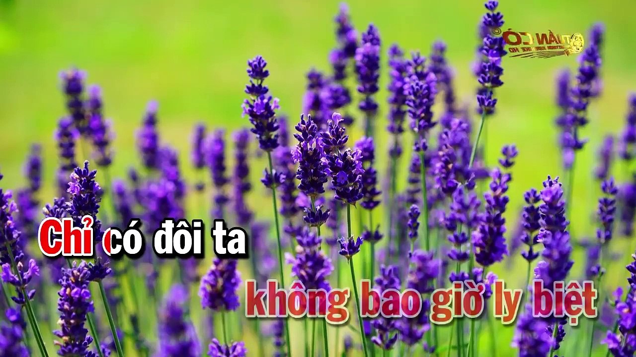 Karaoke Liên Khúc Nhạc Sống Trữ Tình Beat Nữ Dễ Ca - Con Đường Xưa Em Đi - Mưa Nữa Đêm