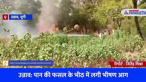 तेज हवा के झोंके से फैली आग... पल भर में चौपट हो गए पान के भीठ, किसानों का लाखों का नुकसान 