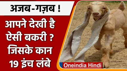 Pakistan की अनोखी बकरी, दुनिया में सबसे लंबे हैं इसके कान | वनइंडिया हिंदी | *International