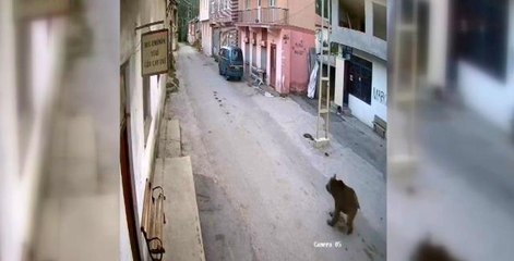 Karşısına çıkan ayıyı bağırarak korkutup kaçırdı