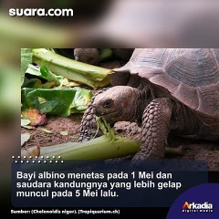 Bayi Kura-kura Putih Mungil Ini Diklaim Pertama dari Jenisnya