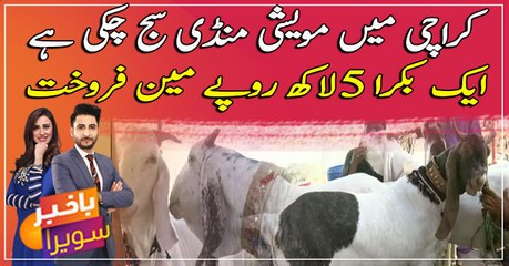 Goat worth 5 Lac in Karachi Maveshi Mandi?
