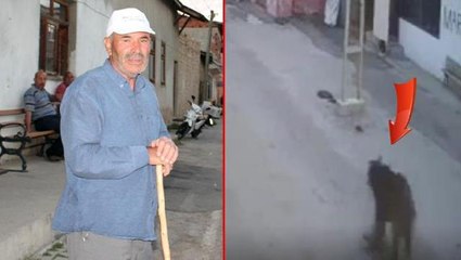 Bütün köy şaşkın! Karşısına çıkan ayıyı bağırarak korkutup kaçırdı