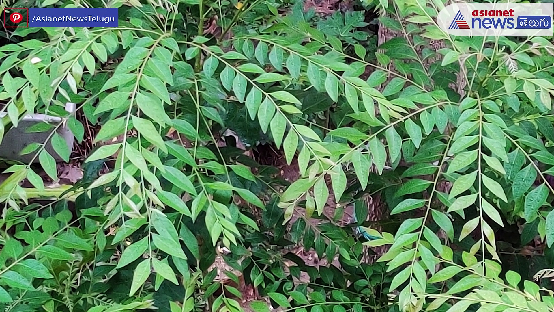 ఒత్తైన కేశ సంపద కోసం సులువైన చిట్కాలు