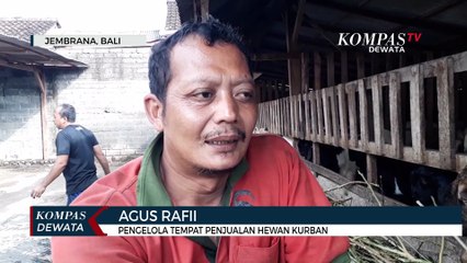 Harga Hewan Kurban Di Jembrana Melonjak