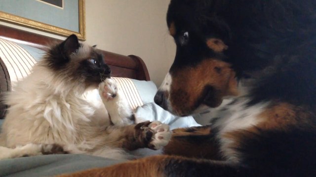 Cat and Dog Playing and Fighting With Each Other on Couch